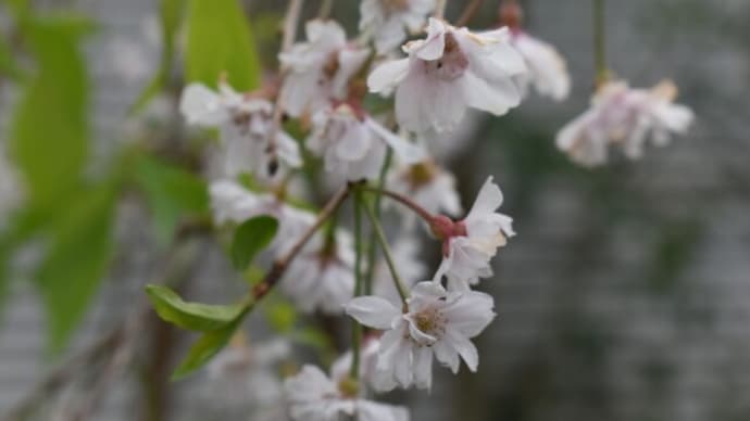 仙台八重枝垂れ桜・花期がソロソロ