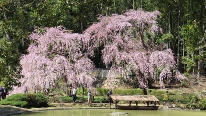 曹源寺のしだれ桜＆桜のはしご