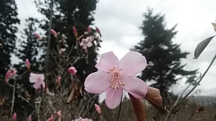季語・春嵐(傍題・春疾風 春荒 春はやち 春の疾風 春北風 春強風)