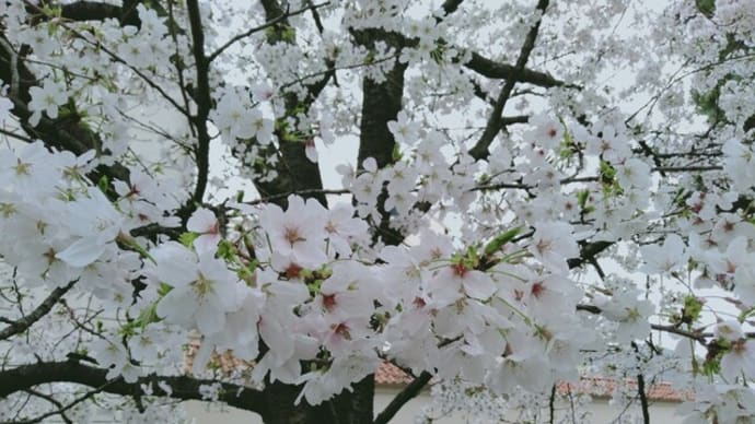 ちょいもやもや&桜🌸