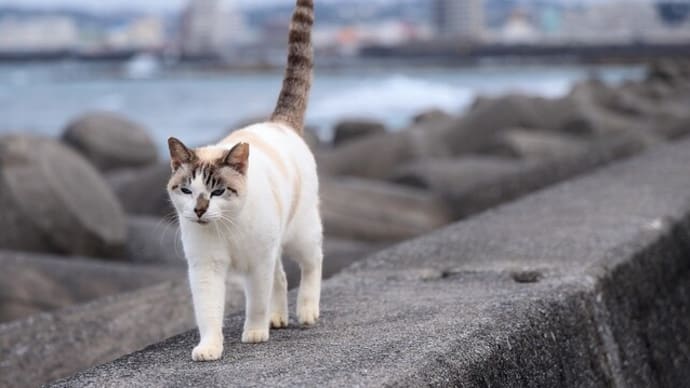沖縄県の猫たち 2025年1月 その27