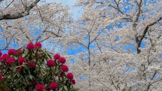 船岡城址公園の桜