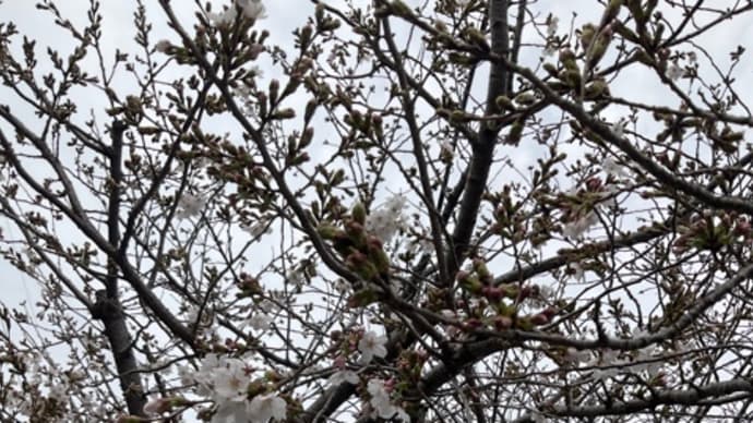 今日の桜