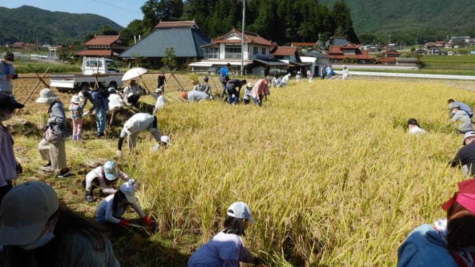 昔ながらの稲刈り 今季も無事終了