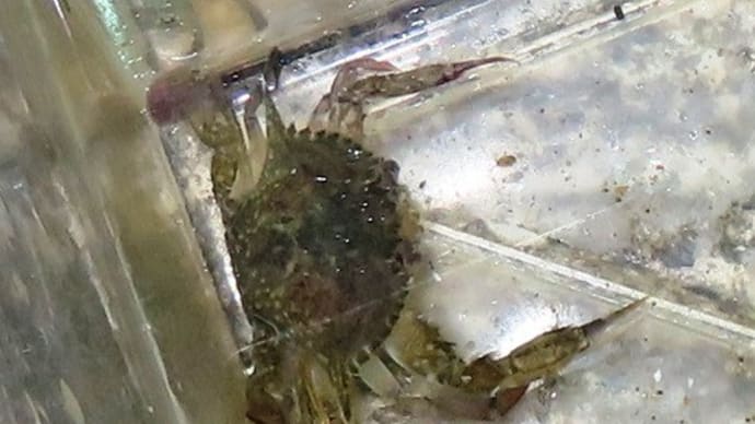 ウミホタル観察会