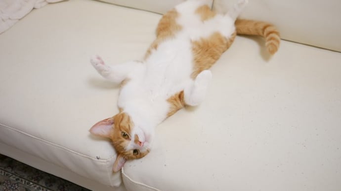 ソファーで仰向けユズちゃん