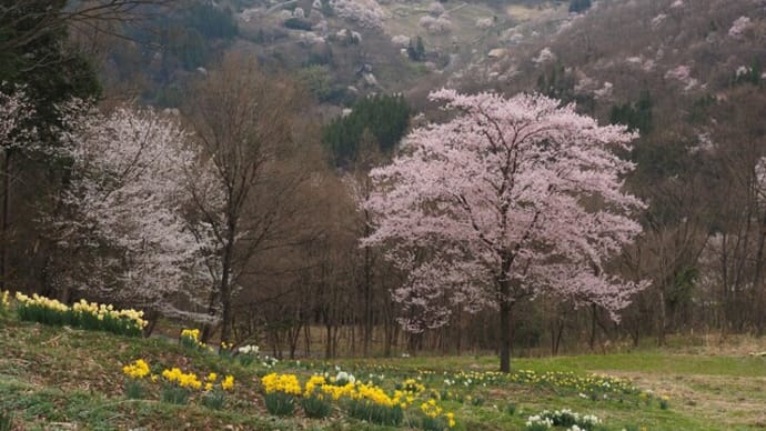 陸郷の桜