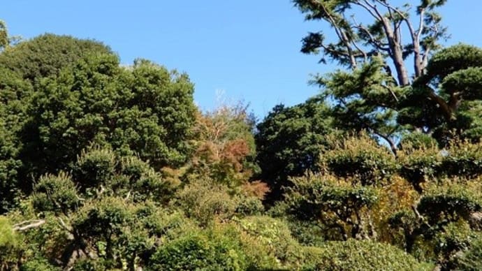 須磨離宮公園ぶらぶら歩き・・・2　ジュウガツザクラ　紅葉