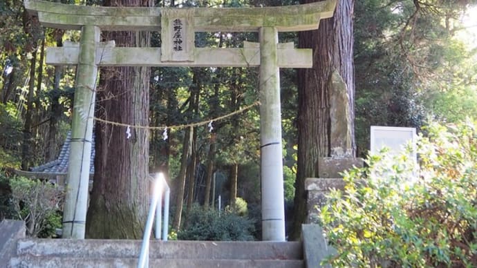辺田野熊野座神社の夫婦杉