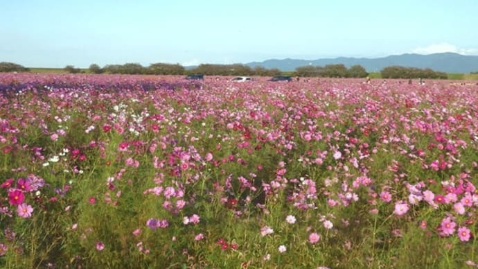 秋の桜を見に行きました。(宮ノ下コスモス公苑)