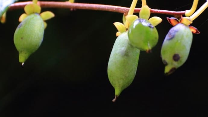 自生する秋の木の実