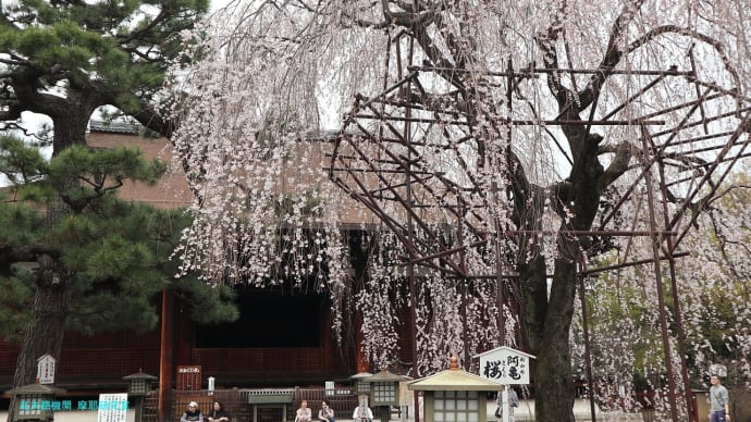 【京都幕間旅情】大報恩寺-千本釈迦堂観桜,洛中最古となった鎌倉時代造営の釈迦堂が湛える歴史の不思議