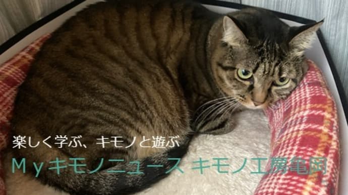 犬と猫との暮らし~高齢者PC教室に猫マル子さんが主役写真投稿~