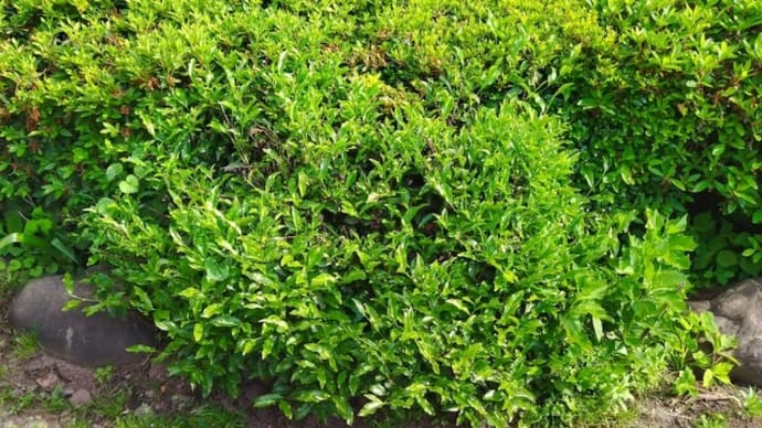 この時期は自家製の深蒸し茶で