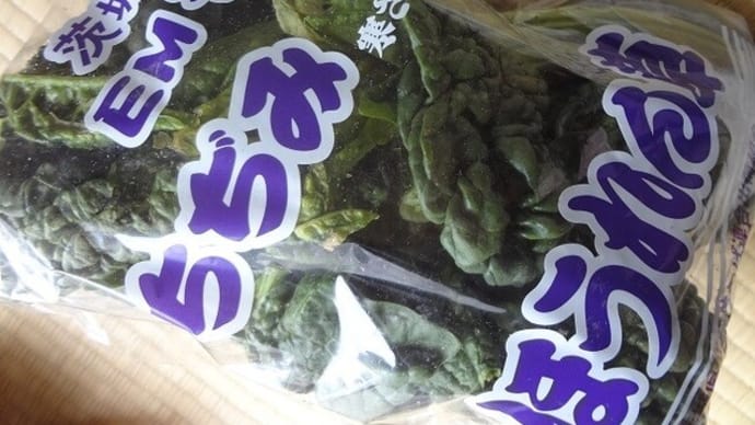 EMそだちのちぢみほうれん草入手