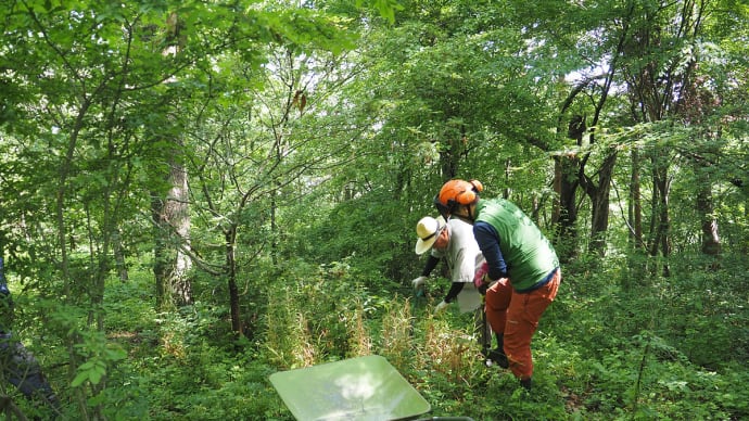 サンコウチョウやシジュウカラがさえずる妻女山陣場平で貝母の球根の移植作業。オオブタクサなど帰化植物の抜き取り。ベニボタル、虫こぶ(妻女山里山通信)