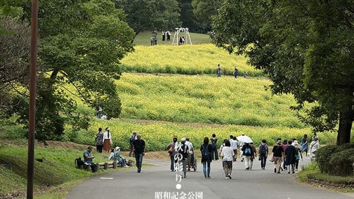 丘のハッピーカラー。