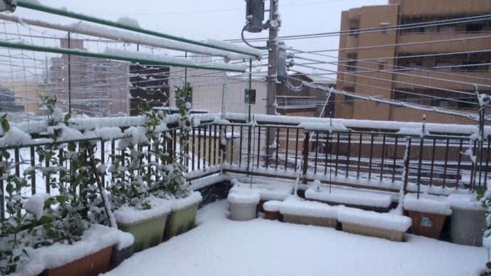 今日は大寒