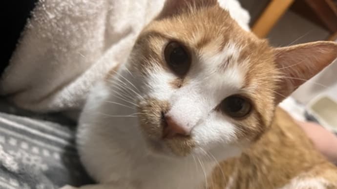 日高のタラちゃん