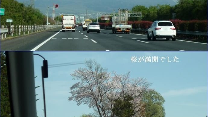 令和7年 山菜採り 1