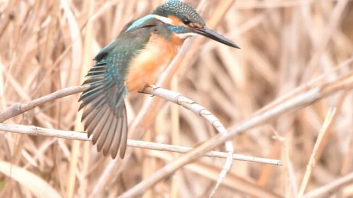 鳥見に行って来ました