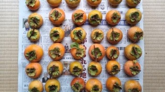 今年も禅寺丸柿は 甘~くなった