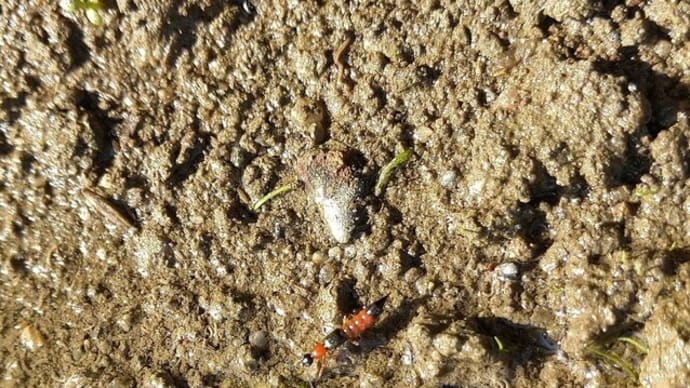 畑に潜む危険な虫