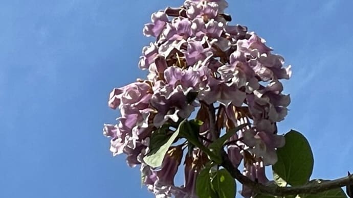 桐の花
