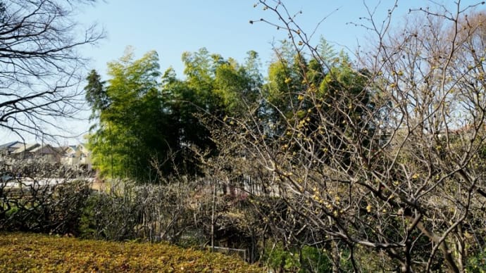 トサミズキとサンシュユが咲きました!(赤塚植物園 2021.2.27 撮影)