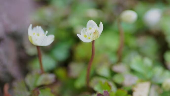 ●我が家の3月の花(1) バイカオウレン(梅花黄蓮)が開花 雪