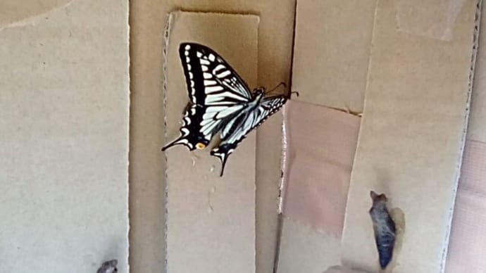 アゲハチョウ第2号