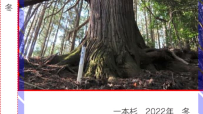 フォトブック、一本杉