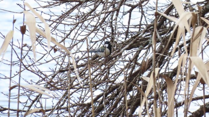 シジュウカラ 田貫湖
