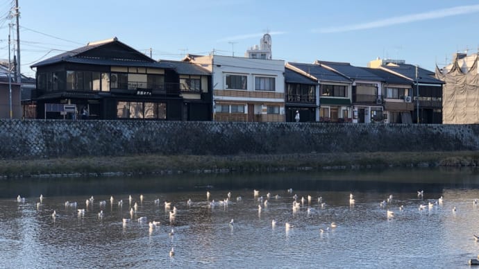 国立博物館からのユリカモメ