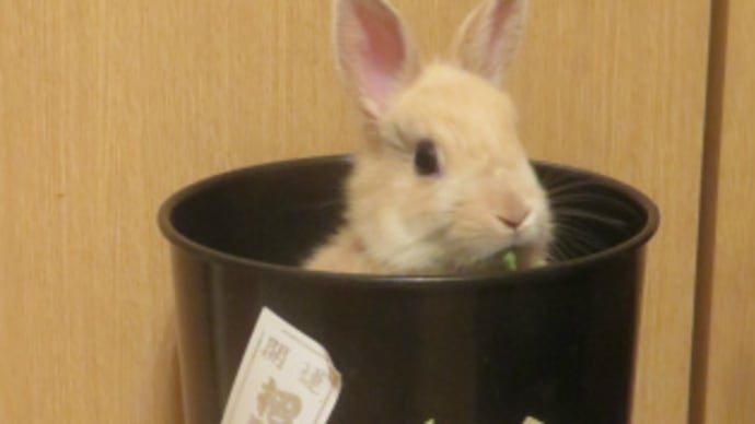うさぎ学長!わちゃまる君!(その24)そんなとこに、わちゃまる君