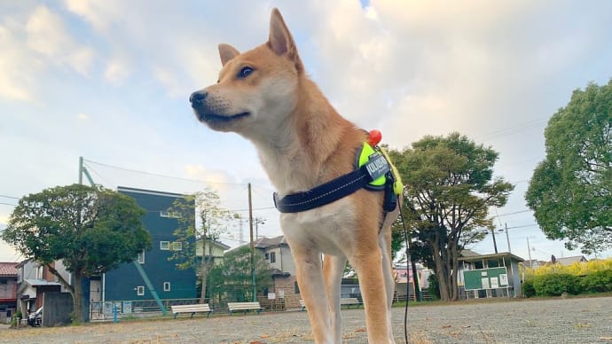 今1番ツイてる柴犬選手権 【夕散歩diary】