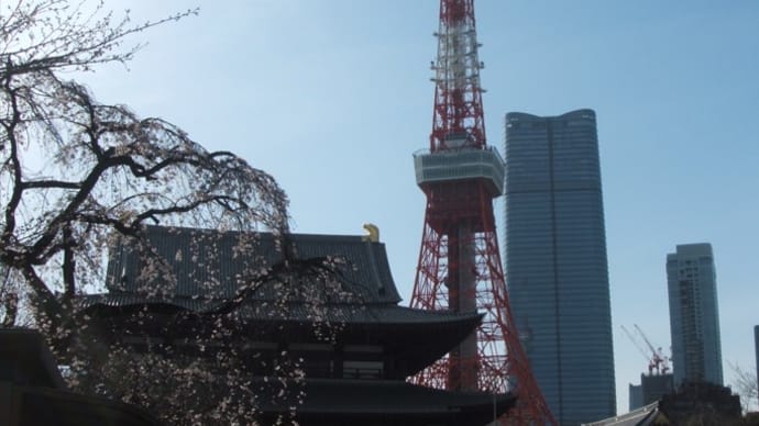 増上寺と東京タワーと枝垂れ桜など