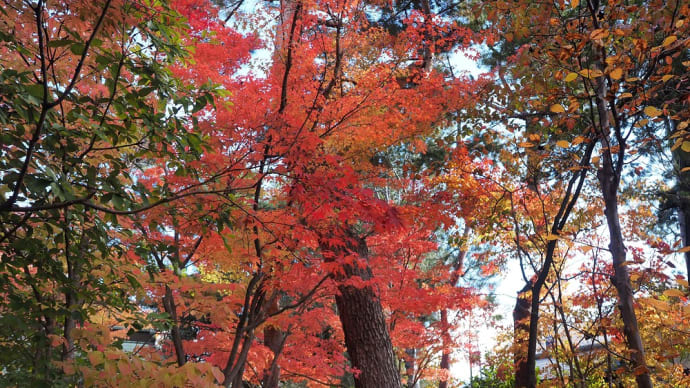 ★松本市内の紅葉🍁 2024