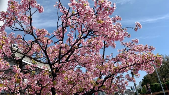 駅前で♪通りすがりの桜🌸(o・・o)/