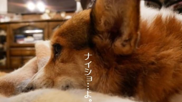 しおりの失敗と…~そして終戦前夜の記憶。