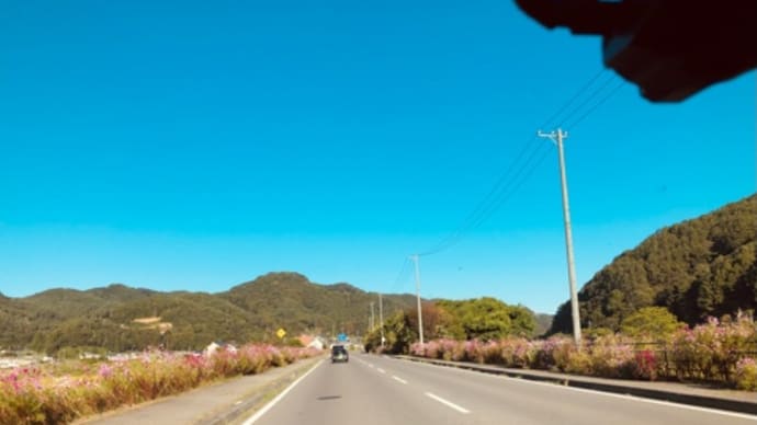お彼岸にコスモス街道に行きました🍂