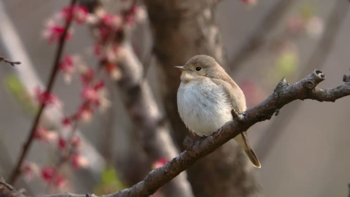 「かきつばた園」に春までいたニシオジロビタキ ・・・ 3月30日 大泉緑地で