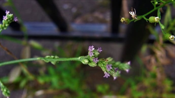 アレチハナガサ（荒地花笠）トキワツユクサ（常盤露草）クサタチバナ（草橘）バイモ（貝母）の実・ナンカイカラスヨトウ・俳句鑑賞