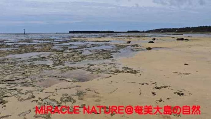 今日の鳥見 その3:大瀬海岸