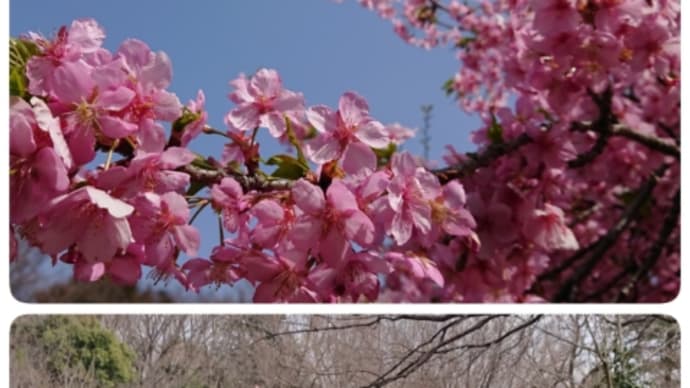 桜は綺麗だったけど。(八王子市南大沢)