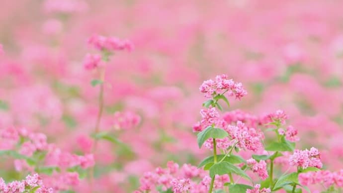 赤蕎麦を撮りに行ってジョウビタキを発見^^!