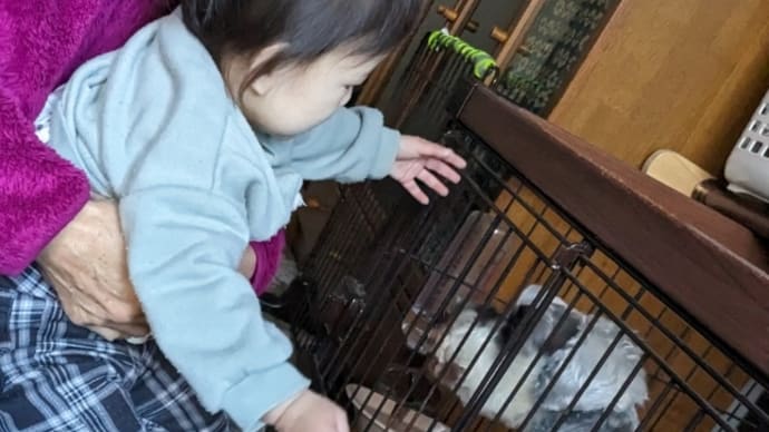 シュナのタイツ