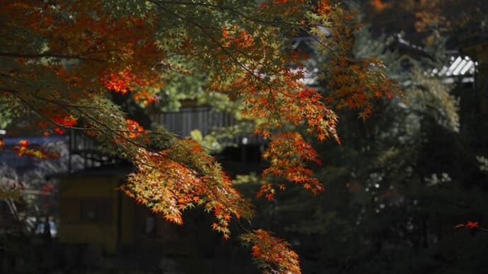 修善寺 桂川沿いの紅葉と指月殿