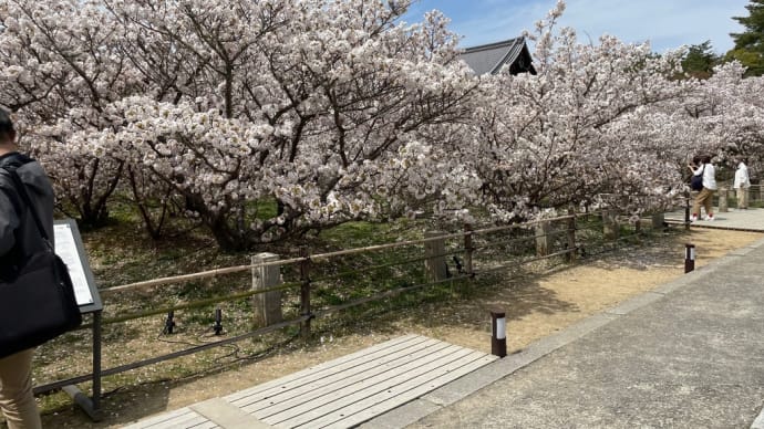 御室桜🌸仁和寺にて