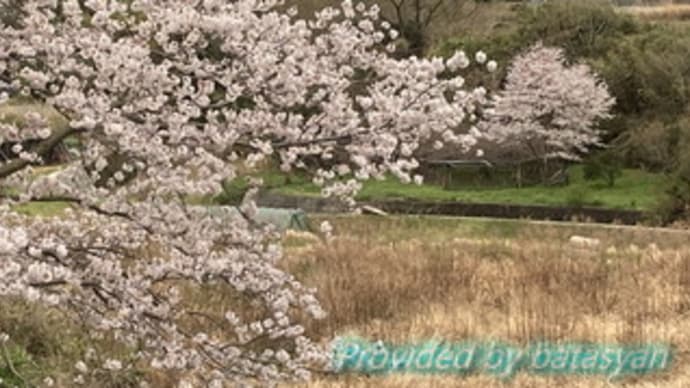 和歌山は桜満開？